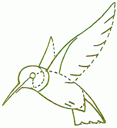 hummingbird-3_250_01