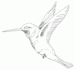 hummingbird-5_250