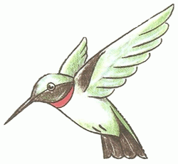 hummingbird-5_250_01