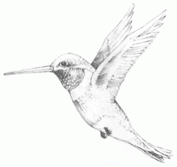 hummingbird-6_250_01