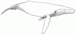 hump-backed-whale-4_250