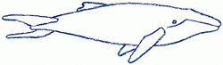 humpback_whale_5_250