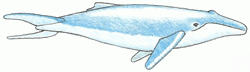 humpback_whale_6_250