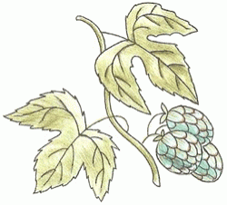 humulus_6_250