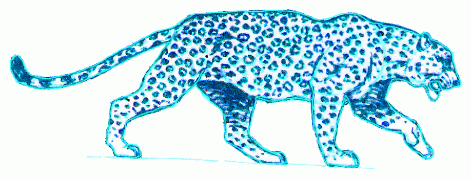 leopard-8_918