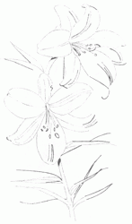 lilium-candidum-4_250