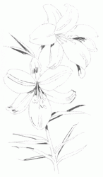 lilium-candidum-5_250