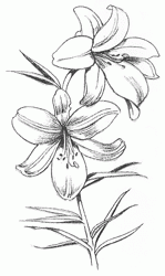 lilium-candidum-6_250