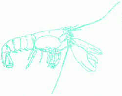 lobster-7_250
