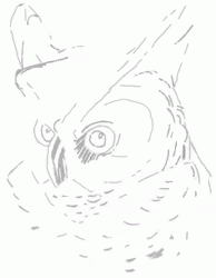 long-eared-owl-3_250_01