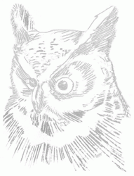 long-eared-owl-5_250