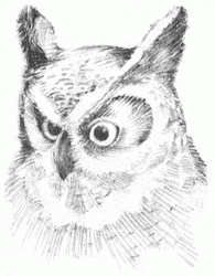 long-eared-owl-6_250