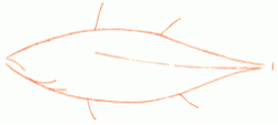 long-finned-tuna-2_250