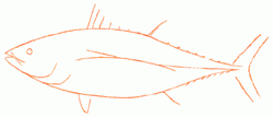 long-finned-tuna-3_250