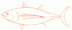 long-finned-tuna-4_250