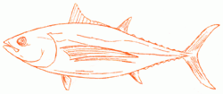 long-finned-tuna-5_250