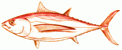 long-finned-tuna-6_250