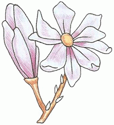 magnolia_6_250