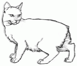 manx-cat-8_250