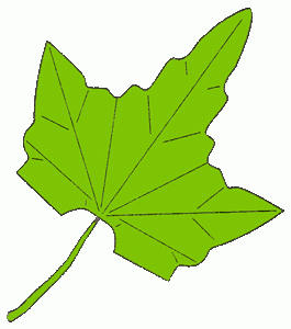 maple-leaf-15_300_01