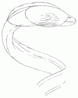 moray-eel-5_315