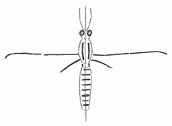 mosquito-3_250