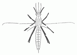mosquito-4_250