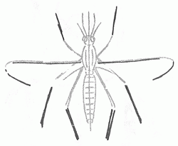 mosquito-5_250