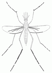 mosquito-6_250