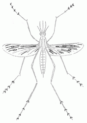 mosquito-7_250