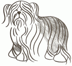 old english sheepdog drawing