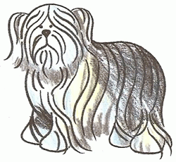 old-english-sheepdog-5_250