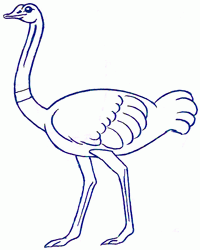 ostrich-4_250_03