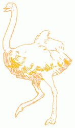 ostrich-7_250_01