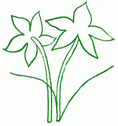 parnassia_2_250