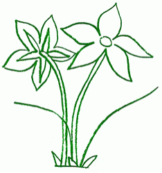 parnassia_3_250