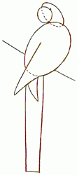 parrot-2_250_01