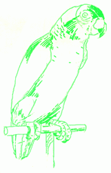 parrot-5_250