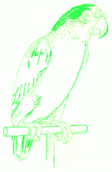 parrot-6_250