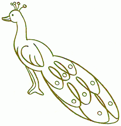 peacock-4_250