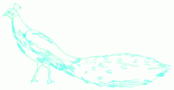 peafowl-4_250_01