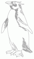 penguin-6_250