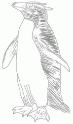 penguin-7_250