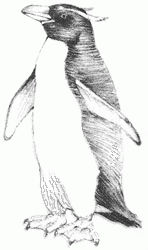 penguin-8_250
