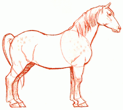 percheron-horse-6_250