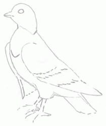 pigeon-3_250_01