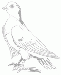 pigeon-5_250