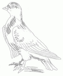 pigeon-6_250