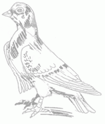 pigeon-7_250