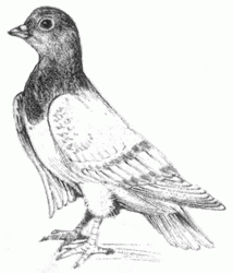 pigeon-8_250